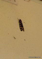 Callindra principalis