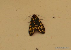 Callindra principalis