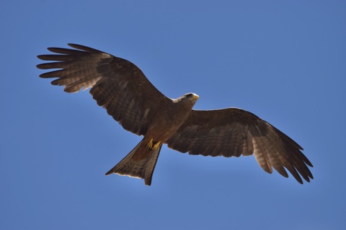 Black Kite