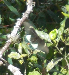 Heraclides androgeus