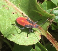 Boisea trivittata