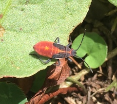 Boisea trivittata