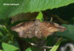 Eantis papinianus
