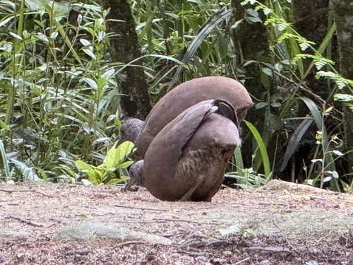 Brown Tinamou (Crypturellus obsoletus)