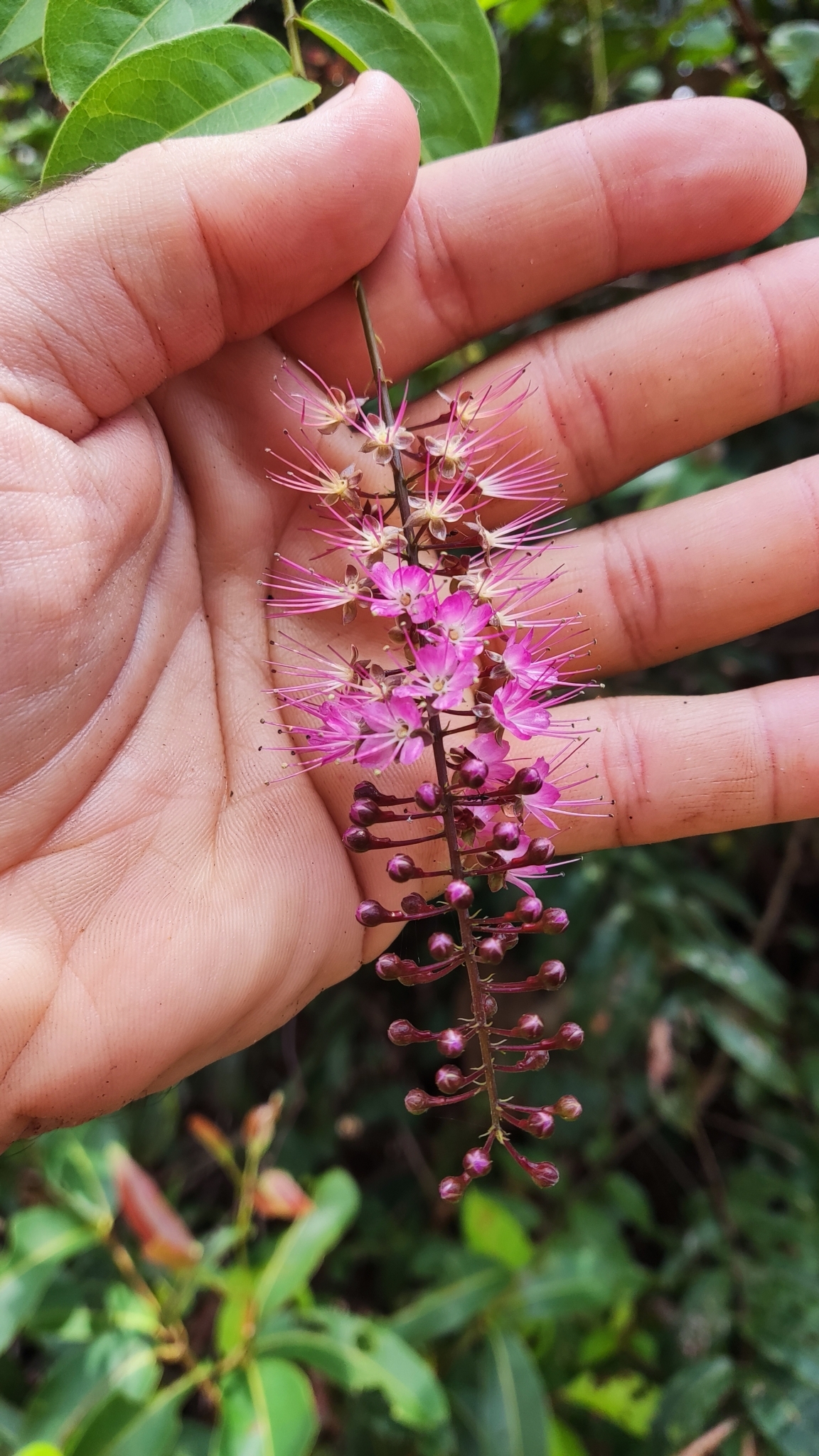 Imagem de Cereja-do-mato