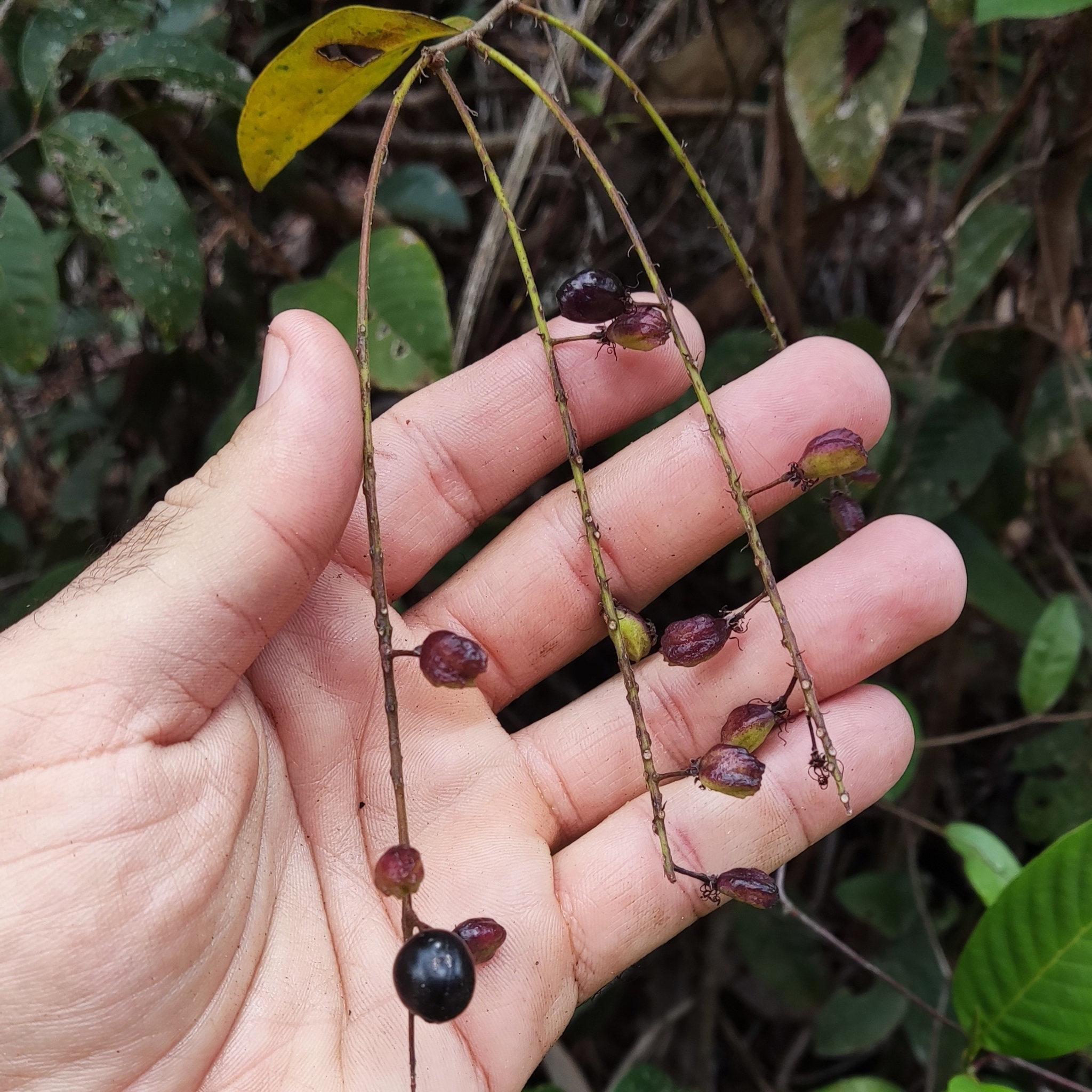 Imagem de Cereja-do-mato