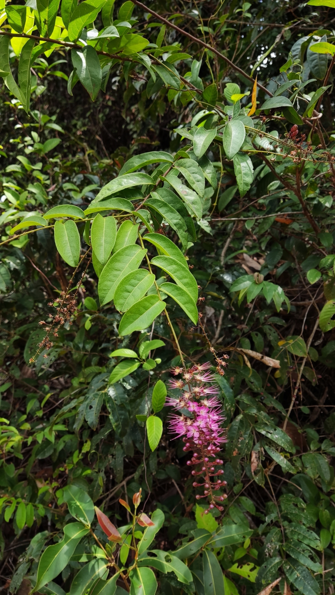 Imagem de Cereja-do-mato