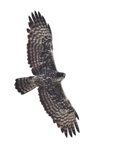 Ayres's Hawk-Eagle