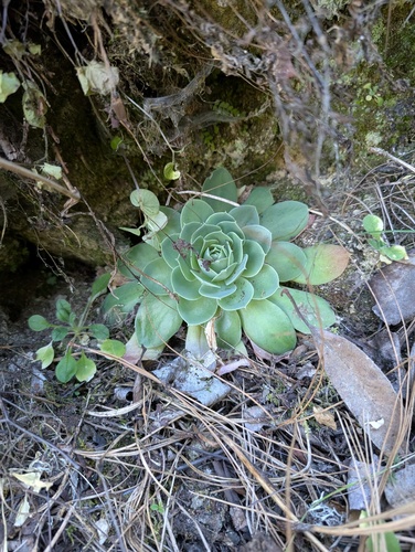 Echeveria megacalyx