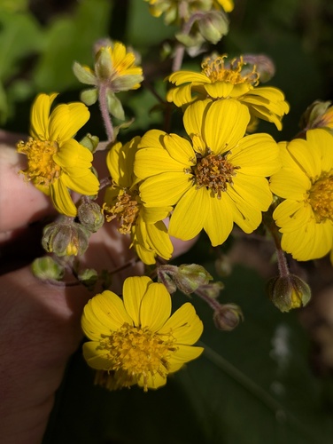 Rumfordia floribunda, photograph 5