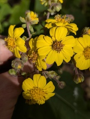 (c) Trevor Van Loon, some rights reserved (CC BY) Rumfordia floribunda, photograph (c) Trevor Van Loon, some rights reserved (CC BY)
