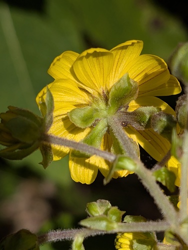 Rumfordia floribunda, photograph 6