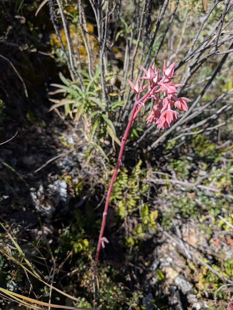 Echeveria juarezensis