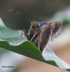 Astraptes habana