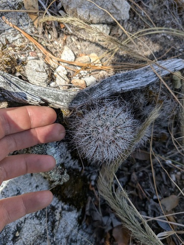 Mammillaria deherdtiana