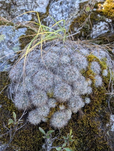 Mammillaria deherdtiana