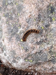 Eriogaster arbusculae