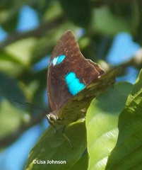 Archaeoprepona demophoon