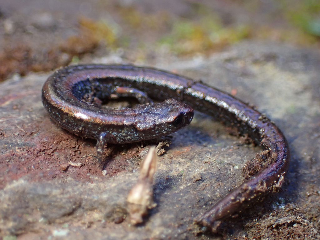 Cerro San Felipe Pigmy Salamander