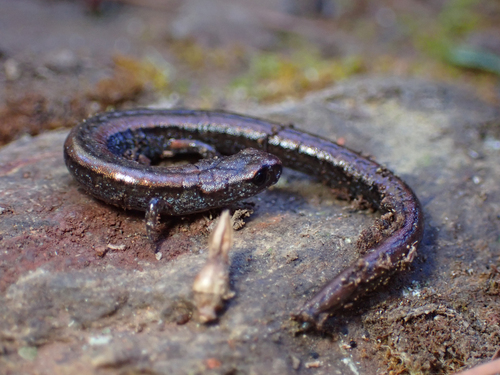 Cerro San Felipe Pigmy Salamander, Thorius narisovalis