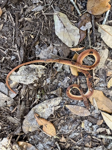 Pine Woods Littersnake