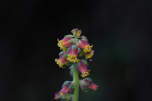 Echeveria megacalyx