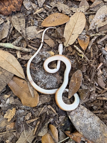 Pine Woods Littersnake