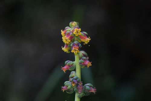 Echeveria megacalyx