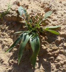 Bellevalia mosheovii