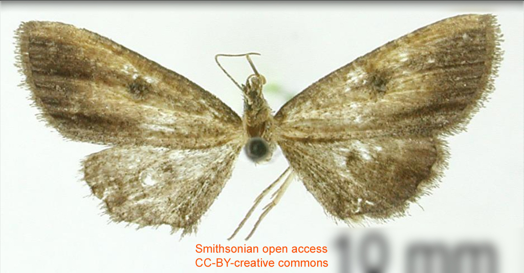 Tornos phoxus