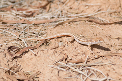 Acanthodactylus boskianus