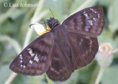Ephyriades zephodes