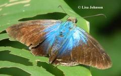 Astraptes habana