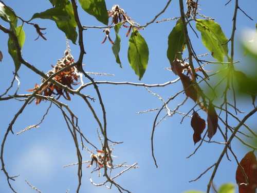 Triplaris gardneriana, photograph 6