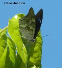 Archaeoprepona demophoon