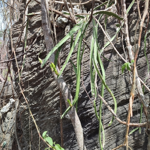 Cacto-de-cesto