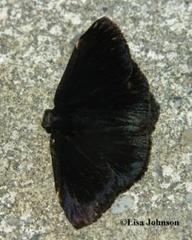 Ephyriades arcas