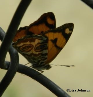 Lucinia