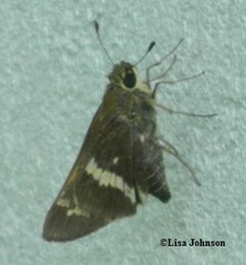 Atalopedes mesogramma