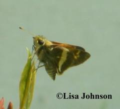 Atalopedes mesogramma