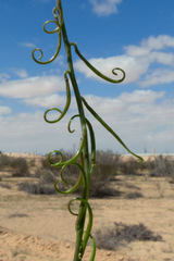 Erucaria pinnata