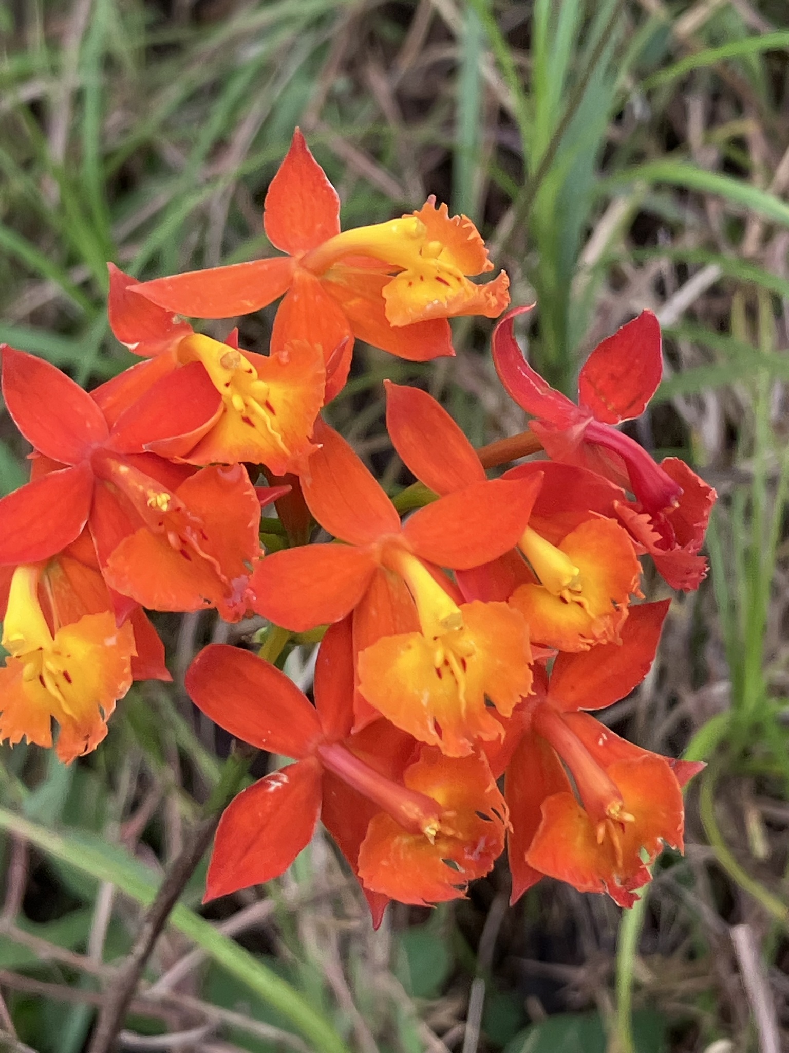 Imagem de Orquídea-radicans