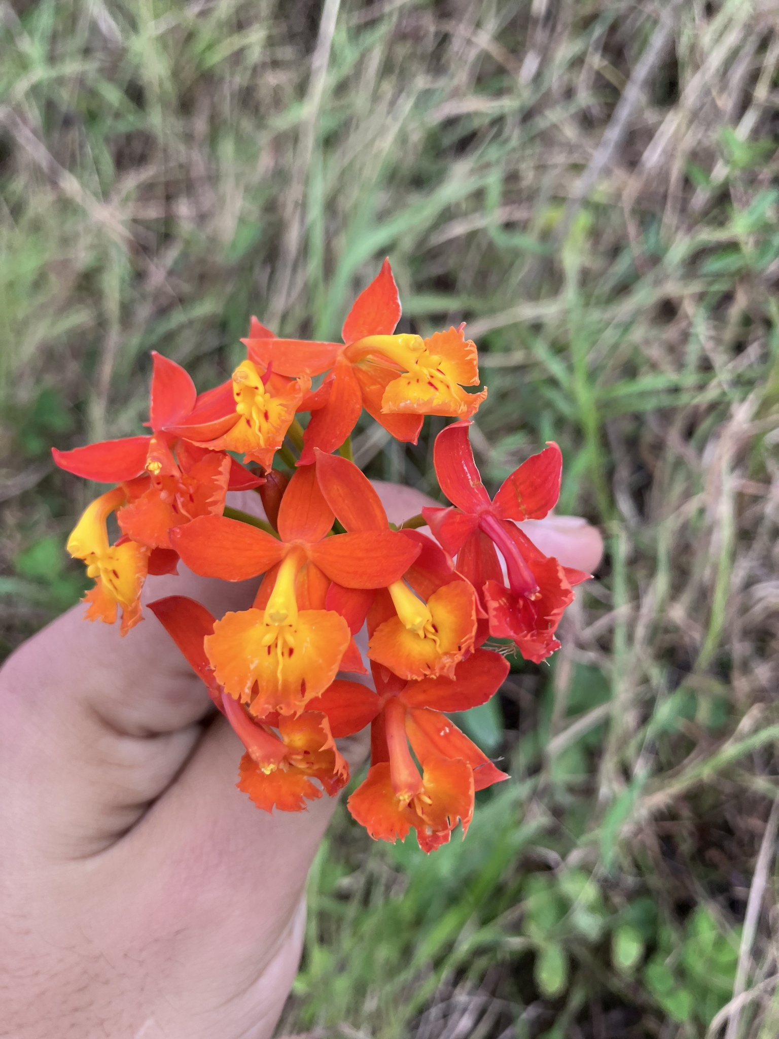 Imagem de Orquídea-radicans