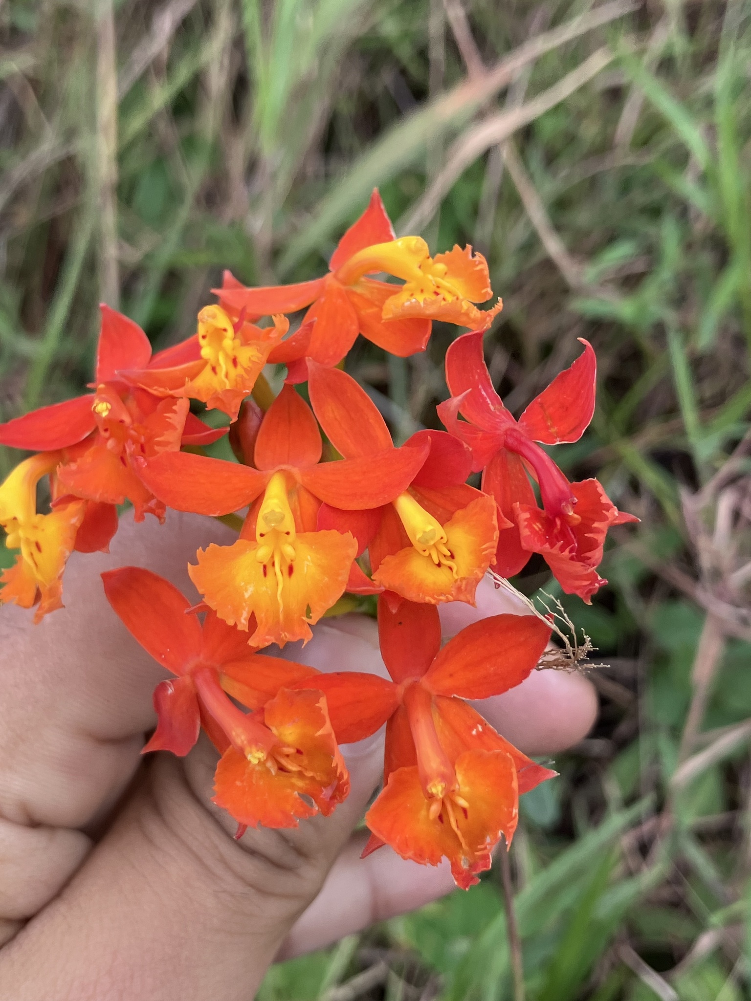 Imagem de Orquídea-radicans