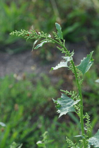 How to identify Oxybasis urbica (L.) S.Fuentes, Uotila & Borsch