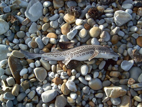 Leopard catshark (Poroderma pantherinum) — Scyliorhinidae — 3