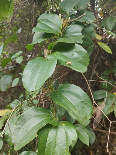 Foto de Salsaparrilha