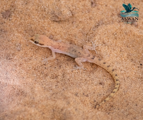 Steudner's Gecko