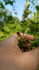 Scrophularia marilandica