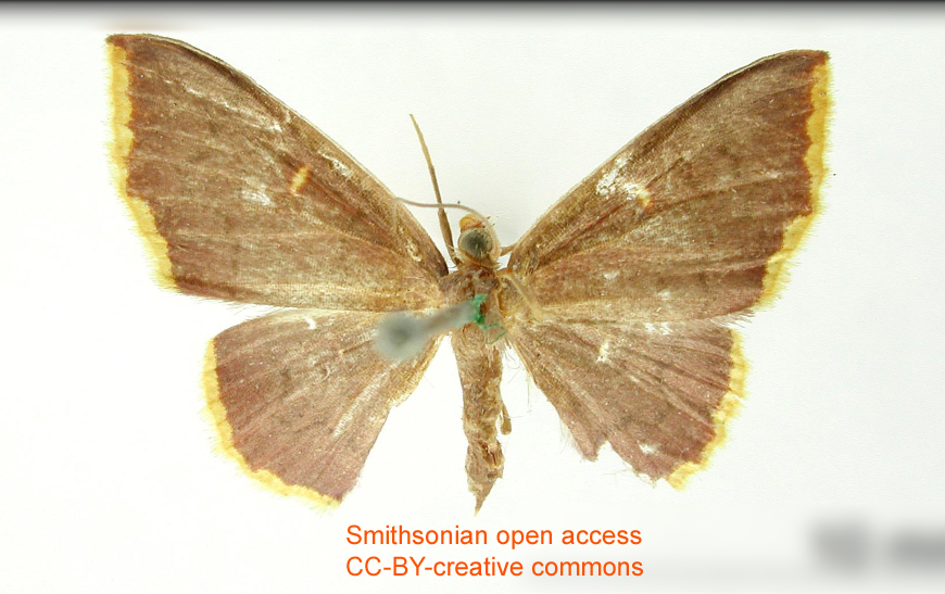 Lobocleta flavistigma